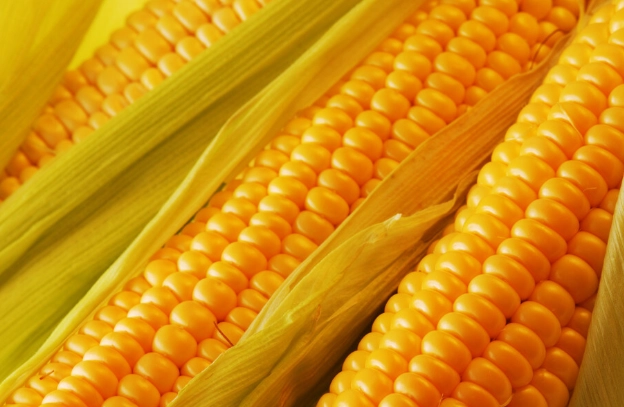 蒸玉米時間 蒸玉米時間