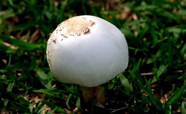 白蘑菇副作用