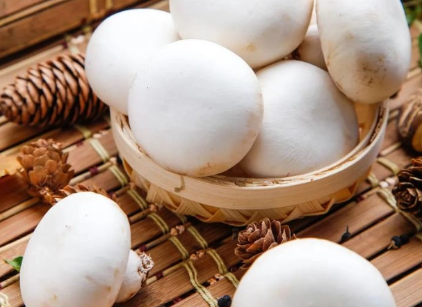 蘑菇食用禁忌