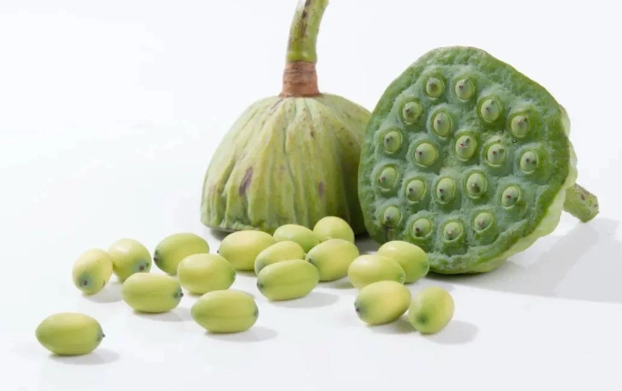 蓮子生長週期觀察