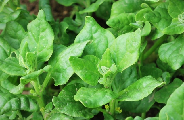 甜菠菜食用注意