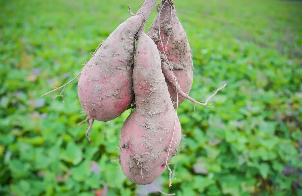 地瓜好處 地瓜好處