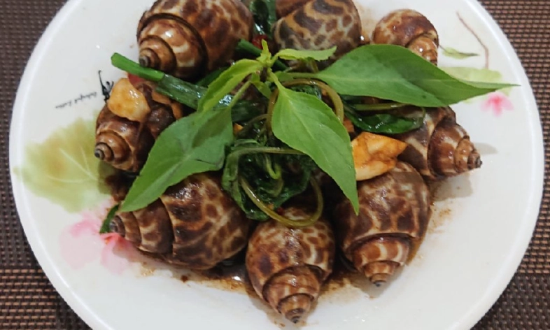 台灣胡椒鳳螺 台灣胡椒鳳螺