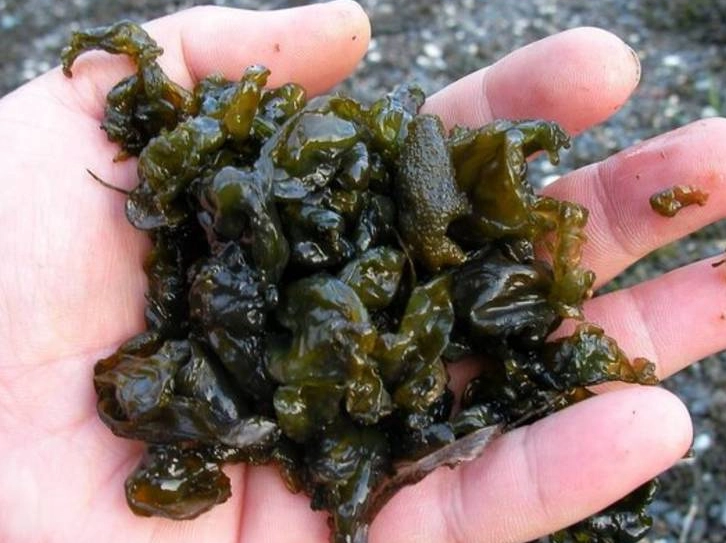 雨來菇過敏 雨來菇過敏