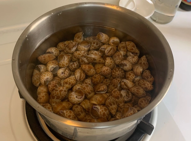 水煮鳳螺食譜 水煮鳳螺食譜