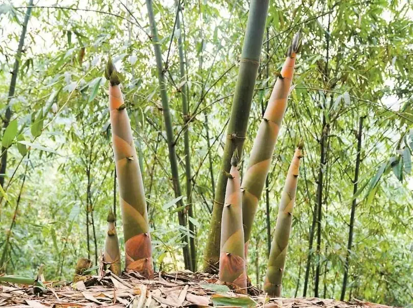 麻竹筍保存