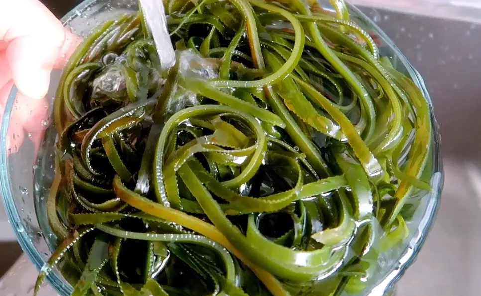 海帶滷汁 海帶滷汁