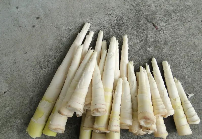 桂竹筍怎麼煮