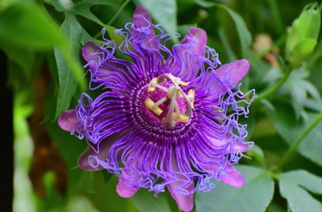 藍花西番蓮