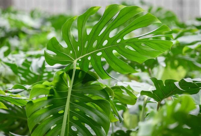 龜背芋風水