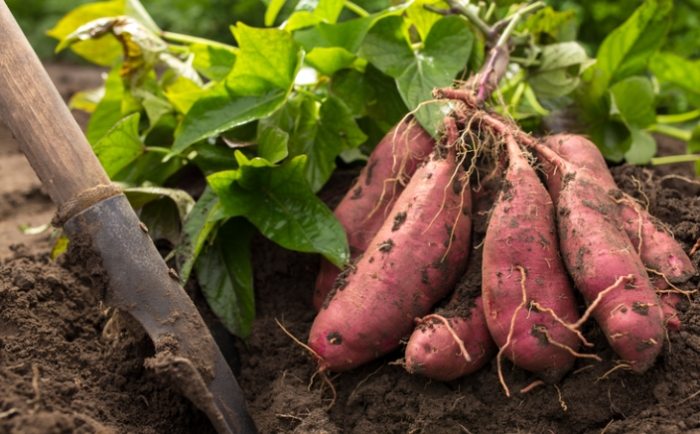 地瓜營養價值 地瓜營養價值