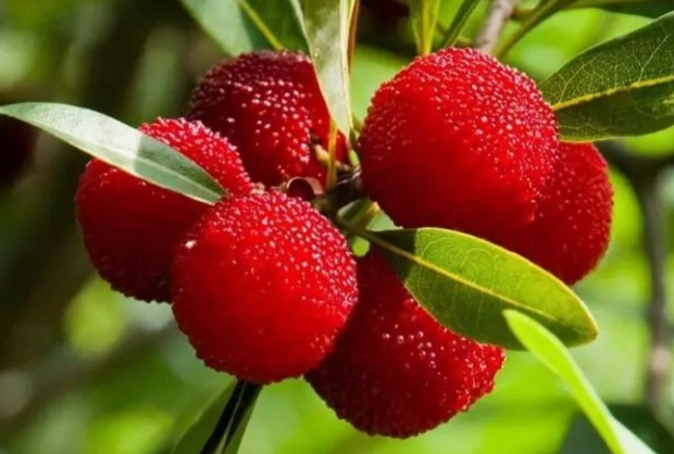 桃園楊梅美食 桃園楊梅美食