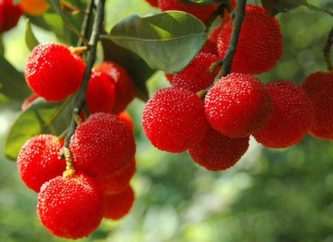 桃園楊梅美食 桃園楊梅美食
