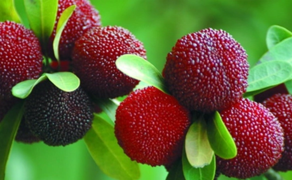 楊梅伴手禮 楊梅伴手禮