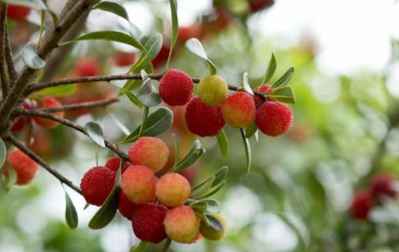 楊梅伴手禮 楊梅伴手禮