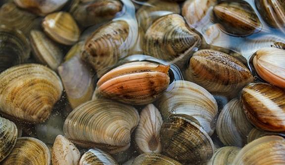 蒜香蛤蜊食譜 蒜香蛤蜊食譜