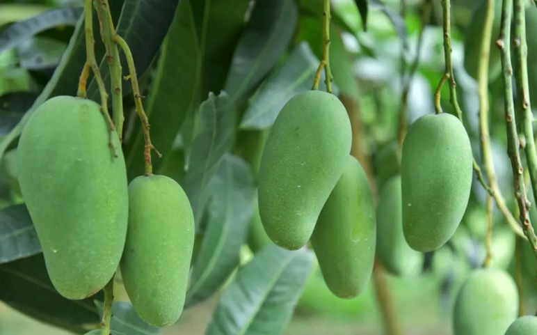 芒果乾製作方法