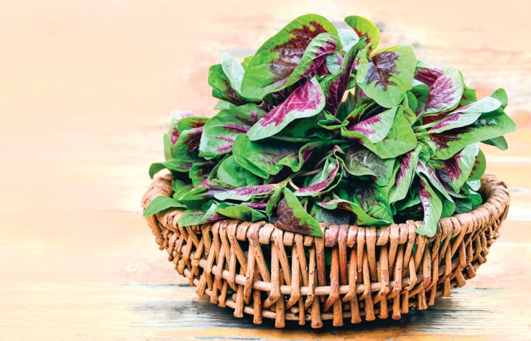 紅莧菜食用方法