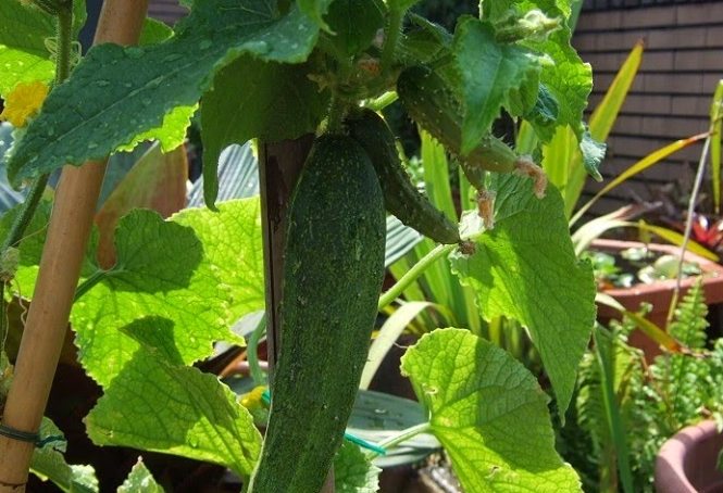 健康食譜 健康食譜