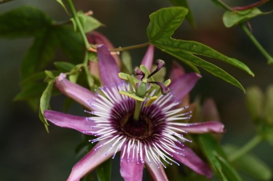 西番莲健康益处