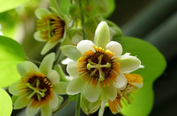 西番莲健康益处