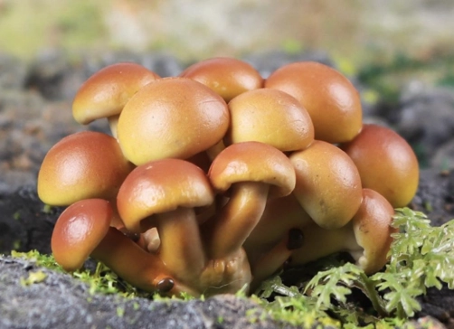 電鍋滷肉杏鮑菇食譜