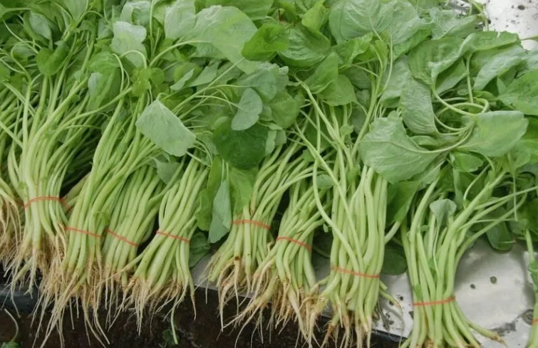 莧菜營養成分表